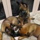 Purebred Belgian Malinois Puppies for Sale